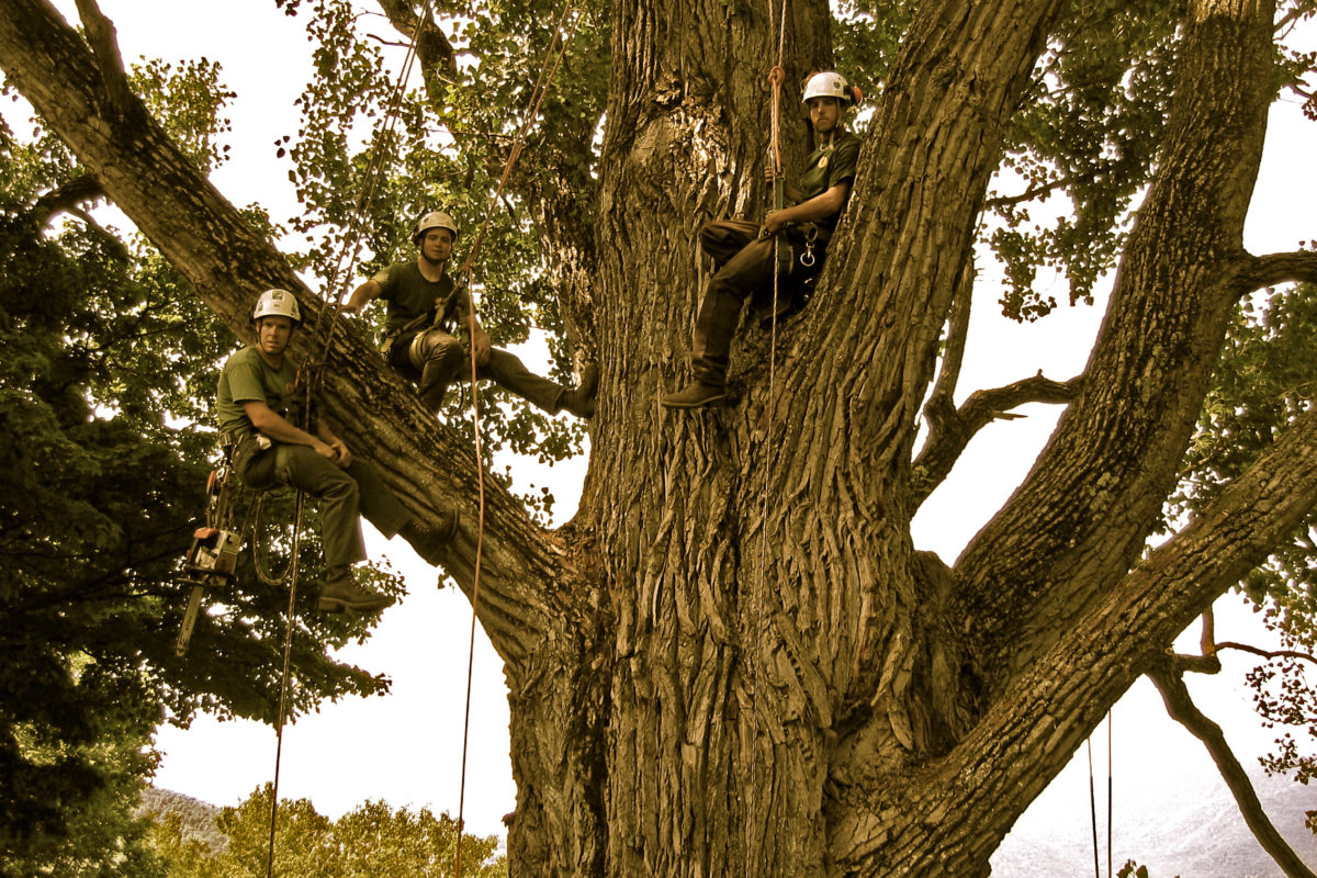 Pruning the Knoll Farm's state record cottonwood