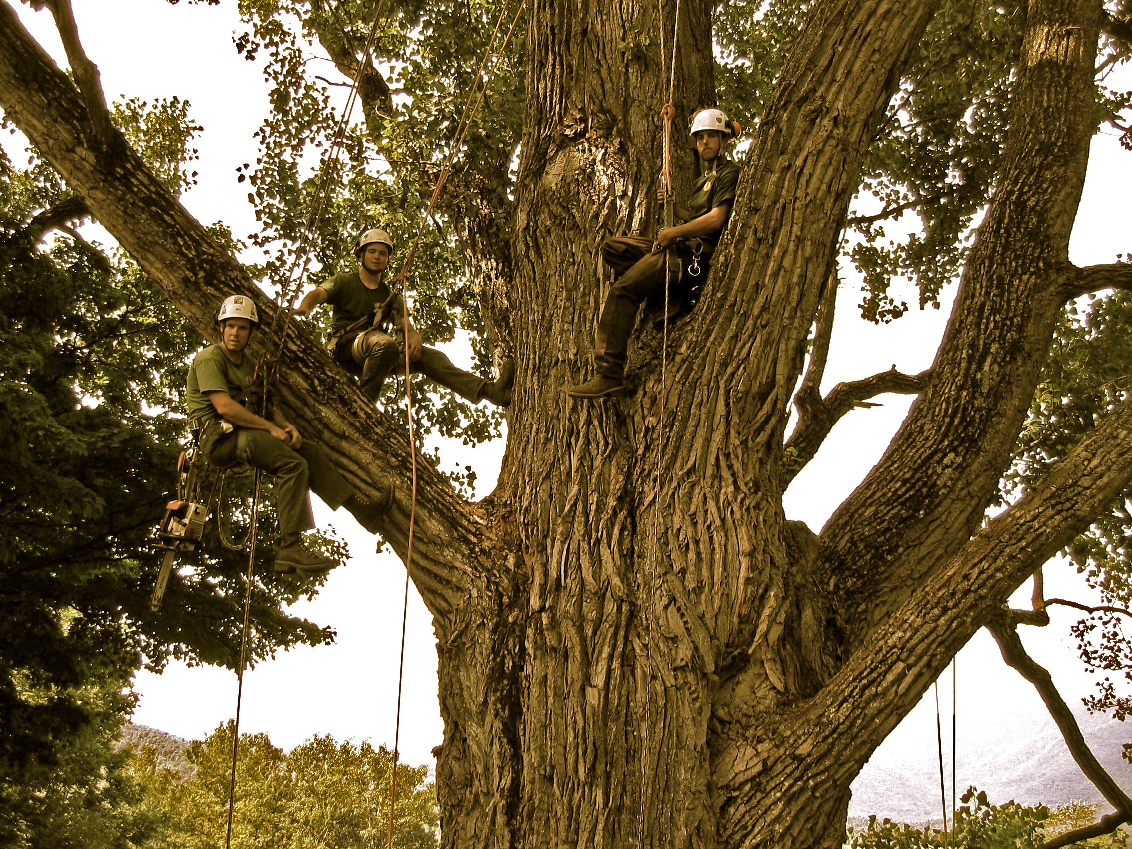 Pruning the Knoll Farm's state record cottonwood in 2004
