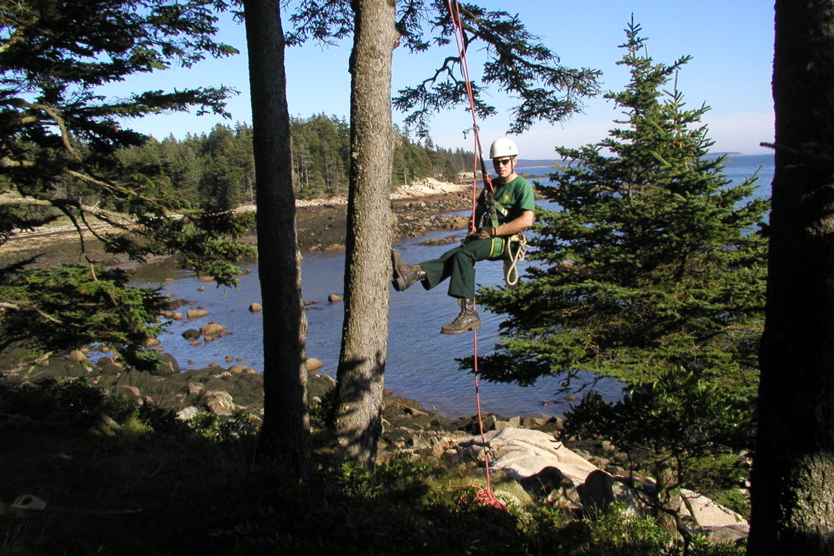 Tree Pruning on the Coast of Maine