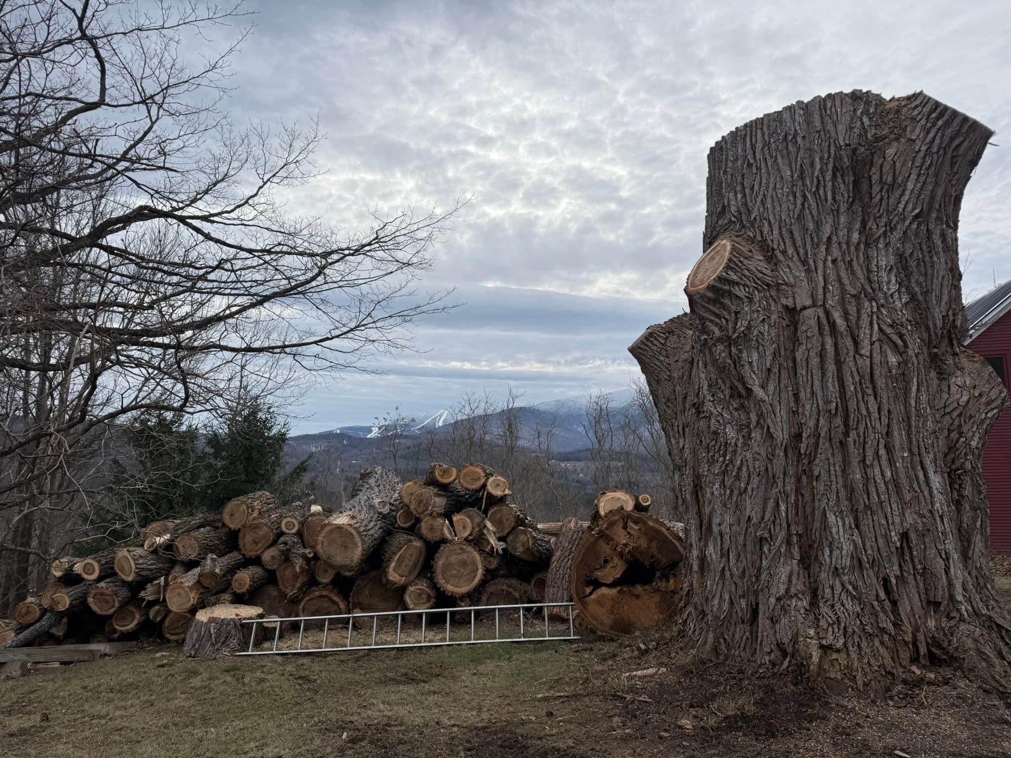 The remaining stump