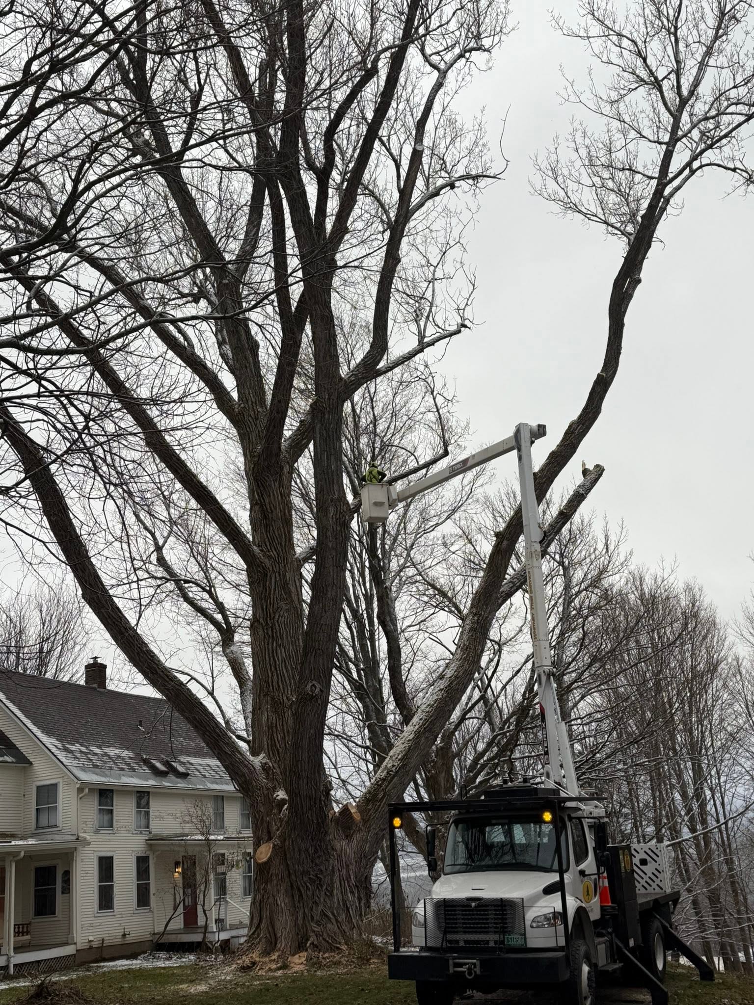 Knoll Farm Cottonwood before removal
