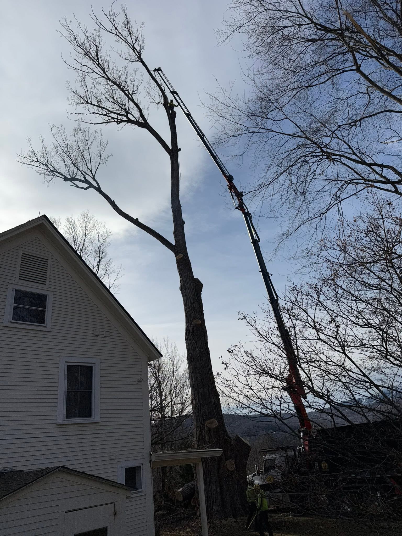 Topping the tree at various points