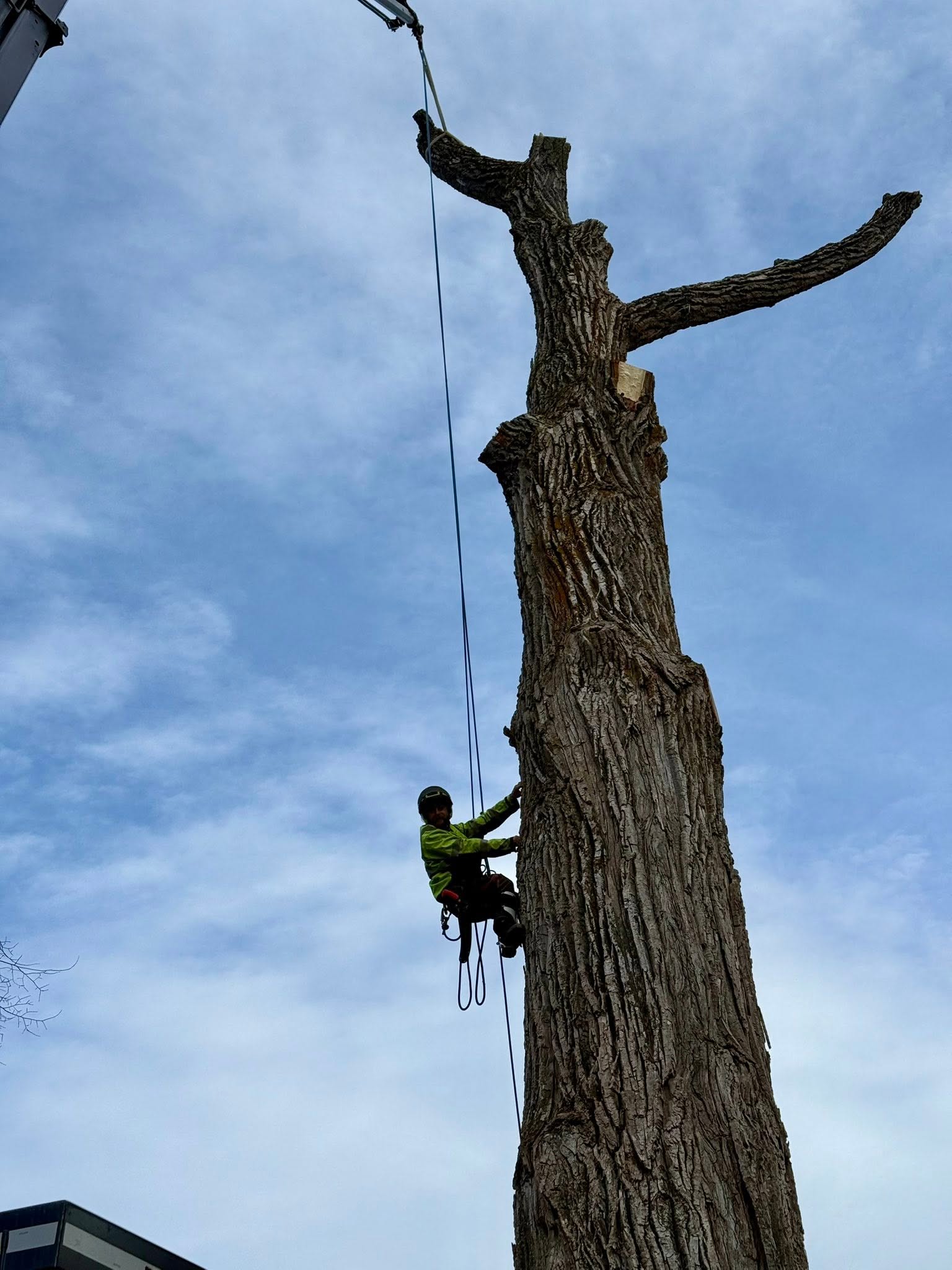 Topping the tree at various points