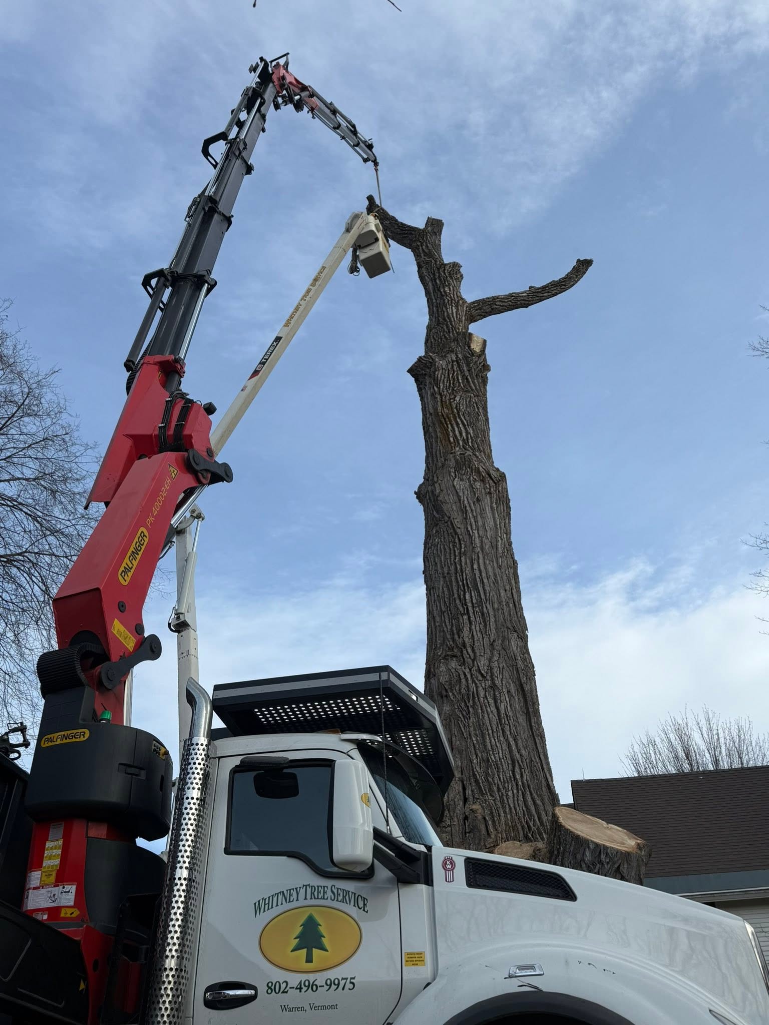 Topping the tree at various points