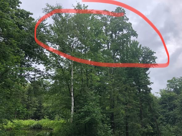 Some before and after photos of a view enhancement that we just completed.